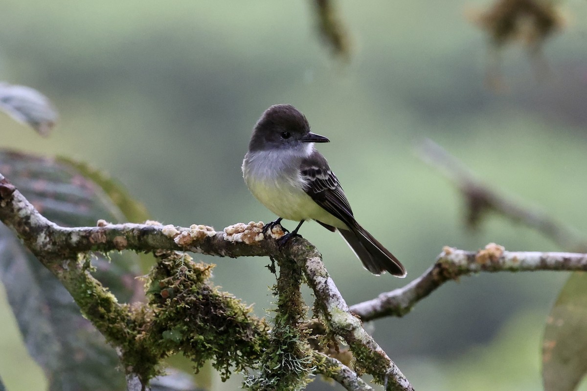 Pale-edged Flycatcher - ML641116160