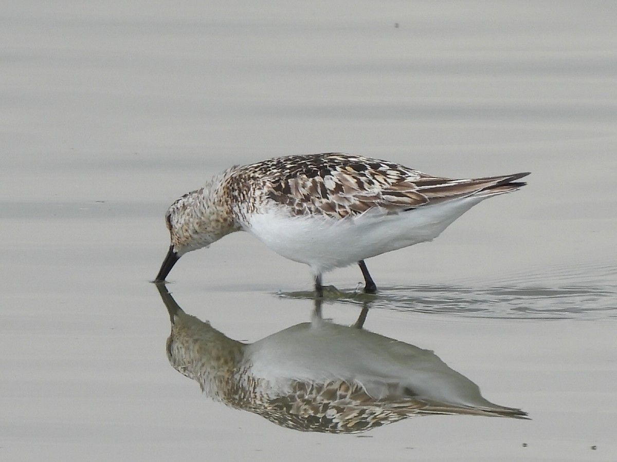 Гурвалж элсэг - ML641116171