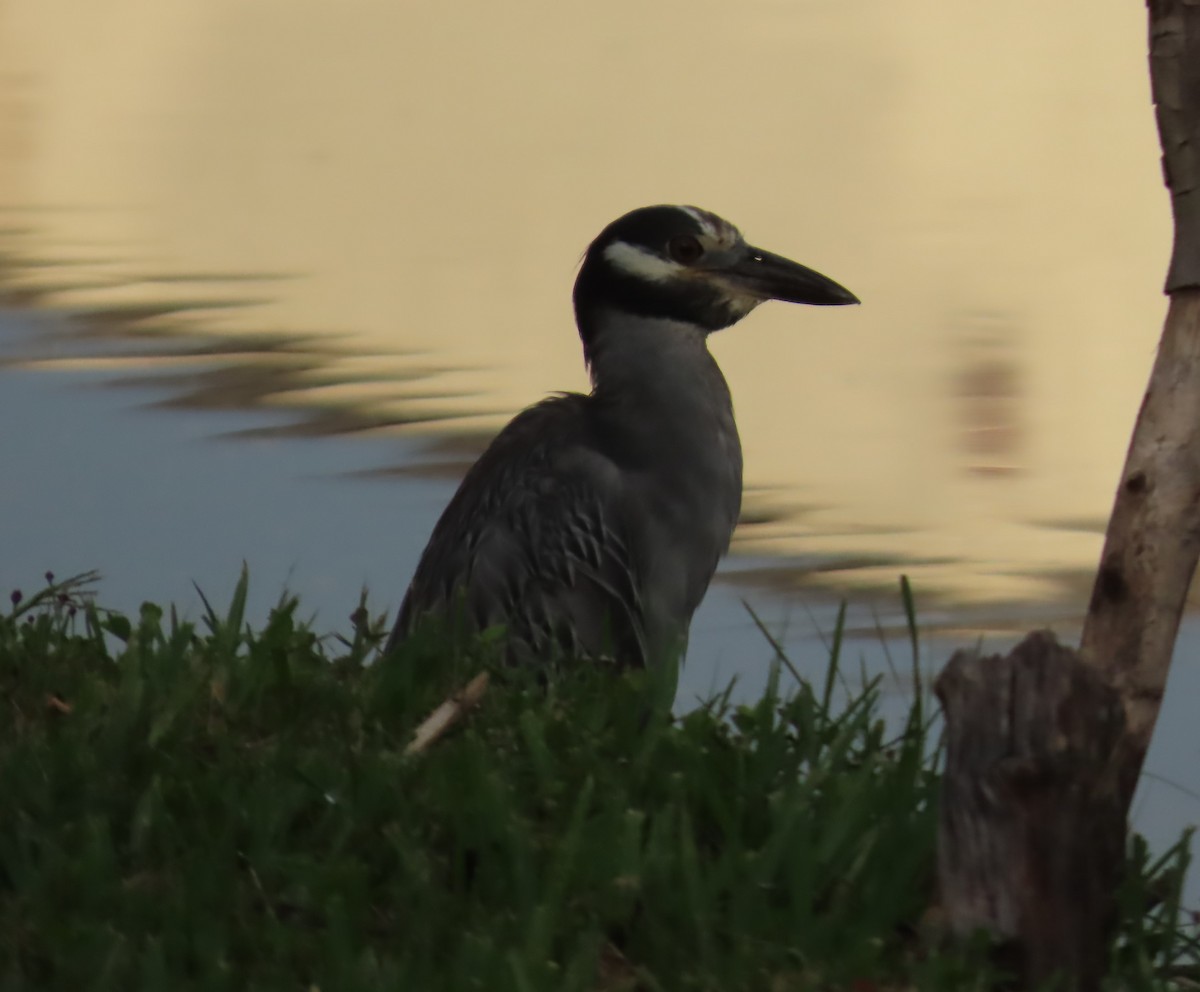 Yellow-crowned Night Heron - ML641116189