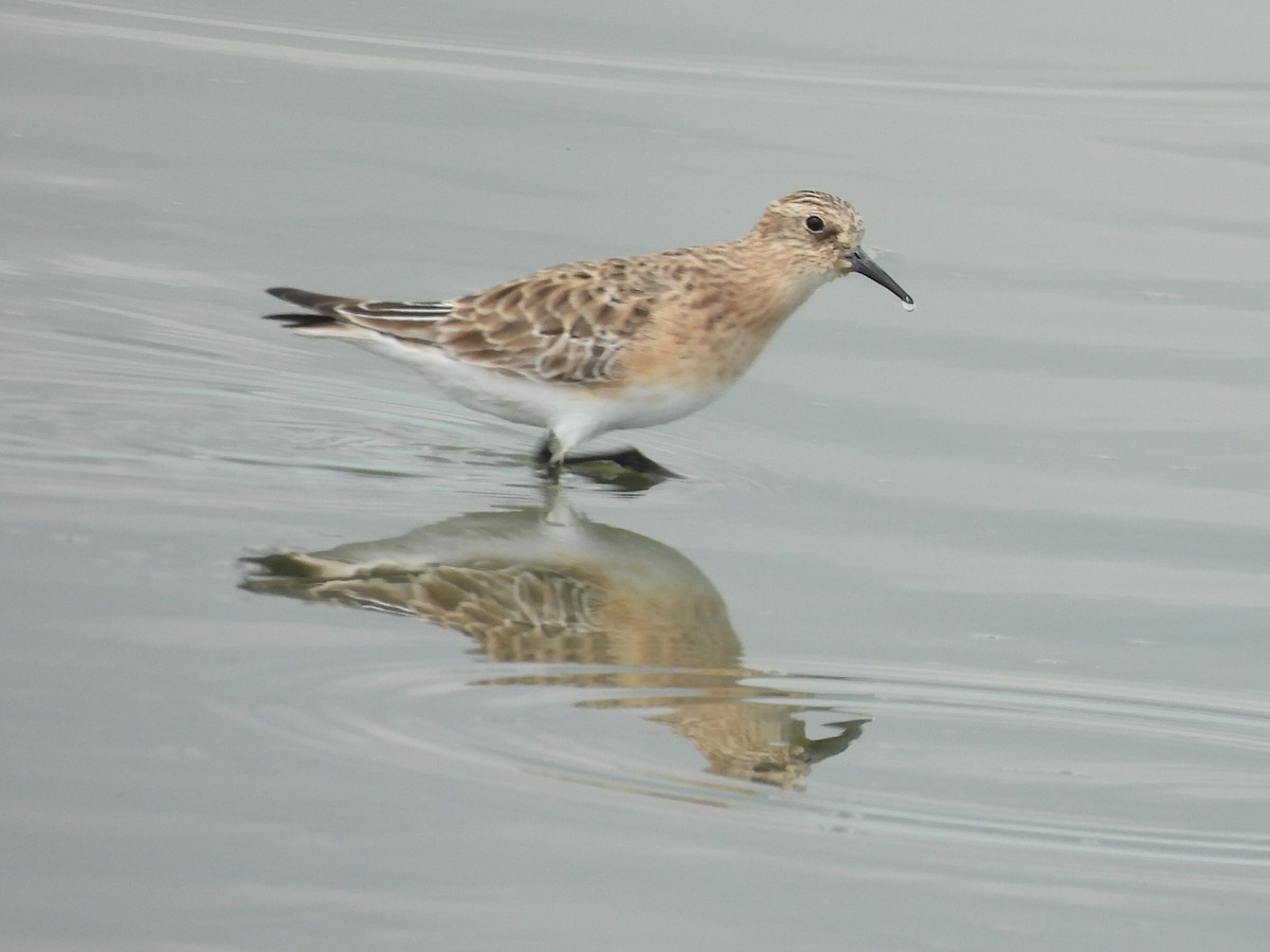 Байрдийн элсэг - ML641116190