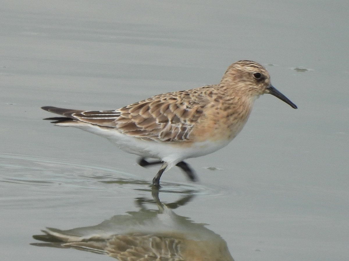 Байрдийн элсэг - ML641116191