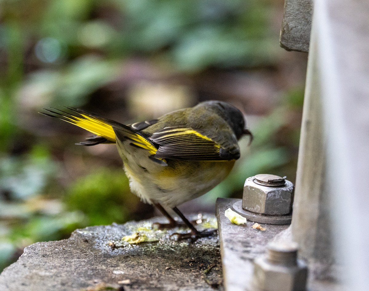 American Redstart - ML641116238