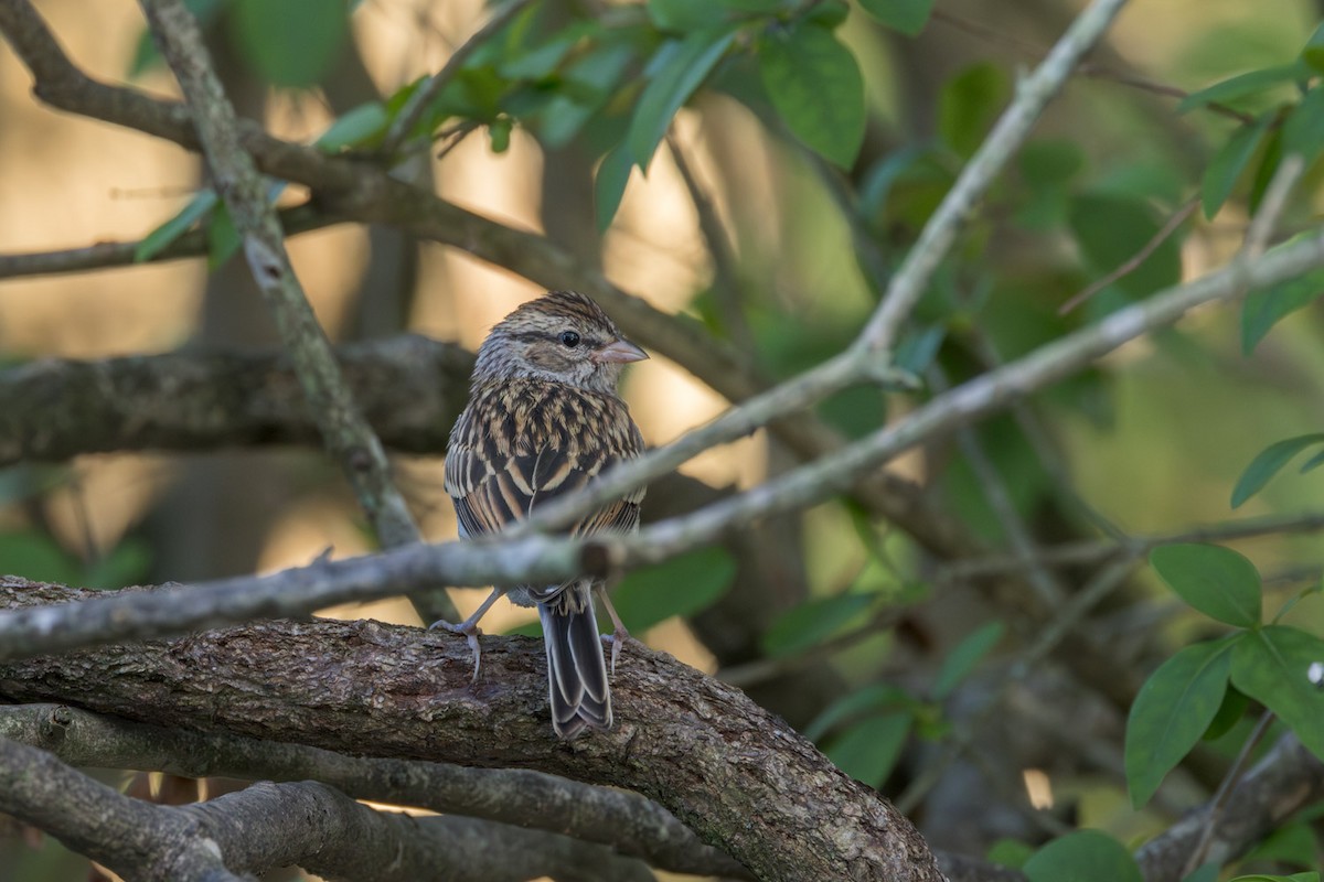 Chipping Sparrow - ML641116254