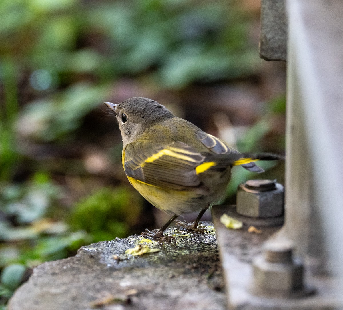 American Redstart - ML641116255