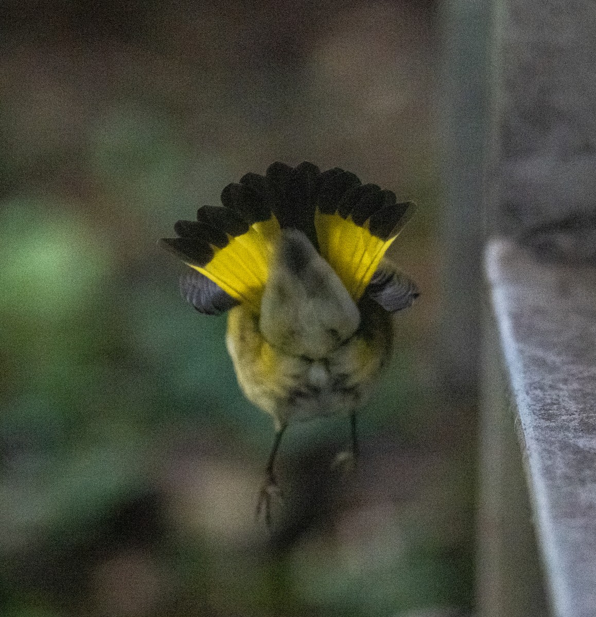 American Redstart - ML641116256