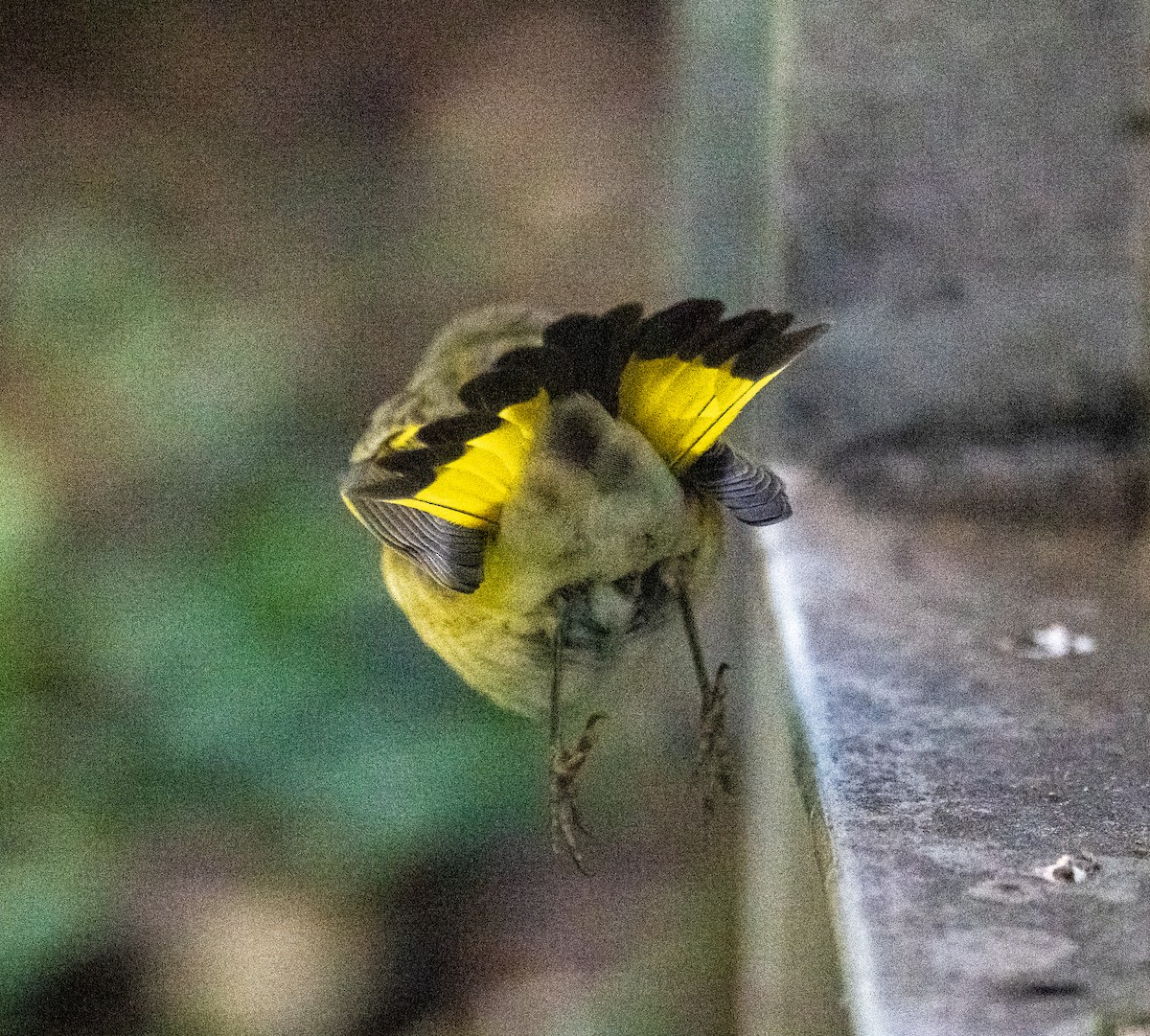 American Redstart - ML641116257