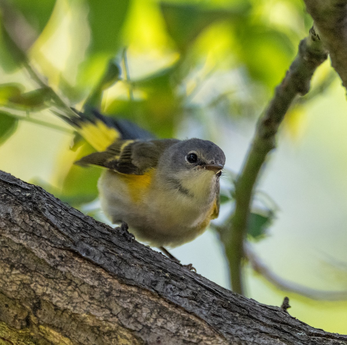 American Redstart - ML641116274