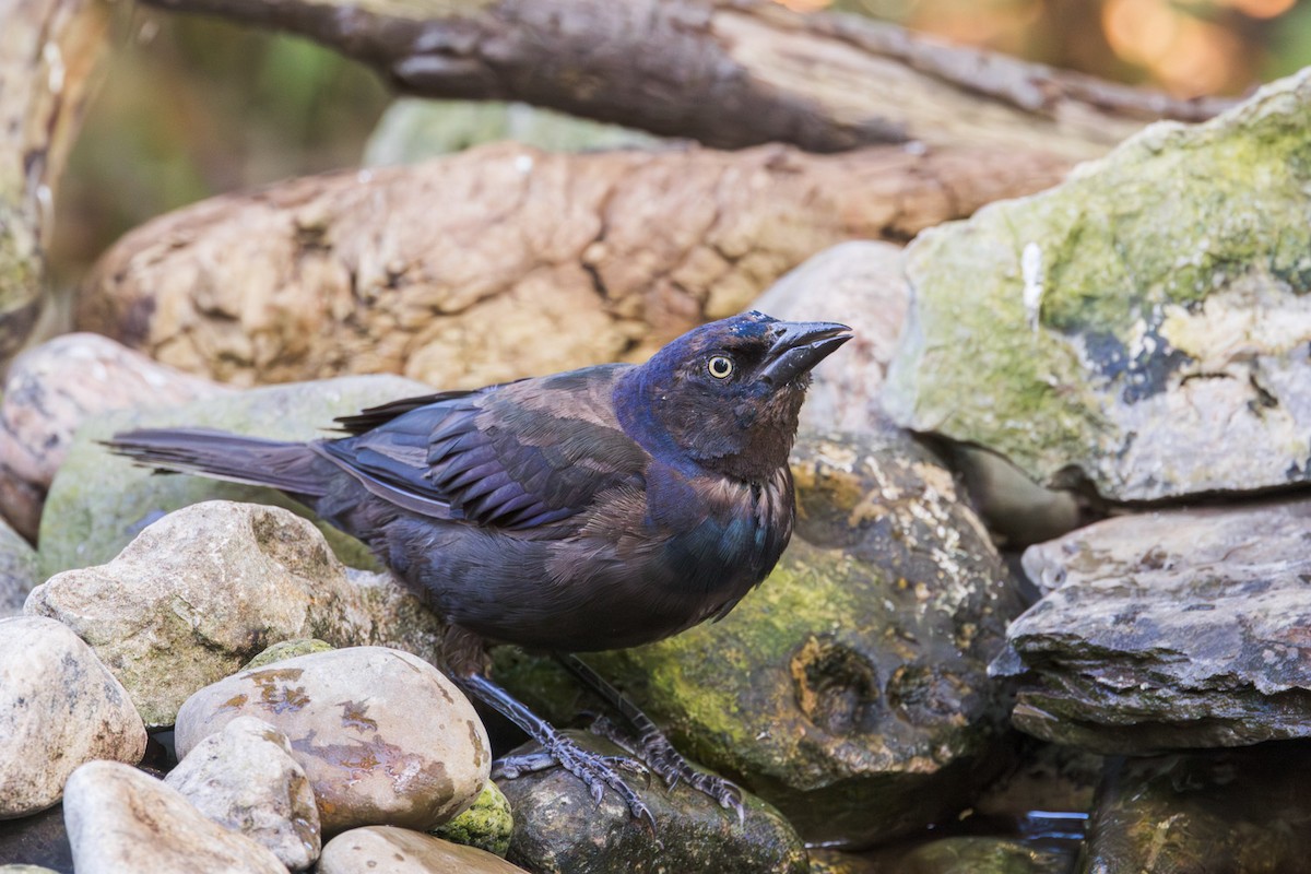 Common Grackle - ML641116296