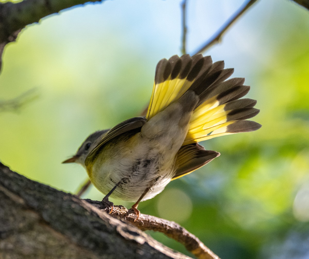 American Redstart - ML641116299