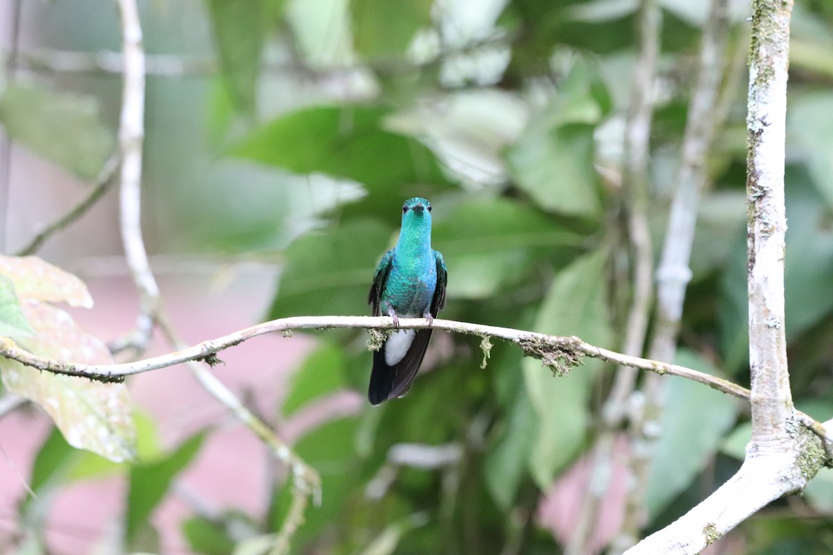 White-vented Plumeleteer - ML641116303