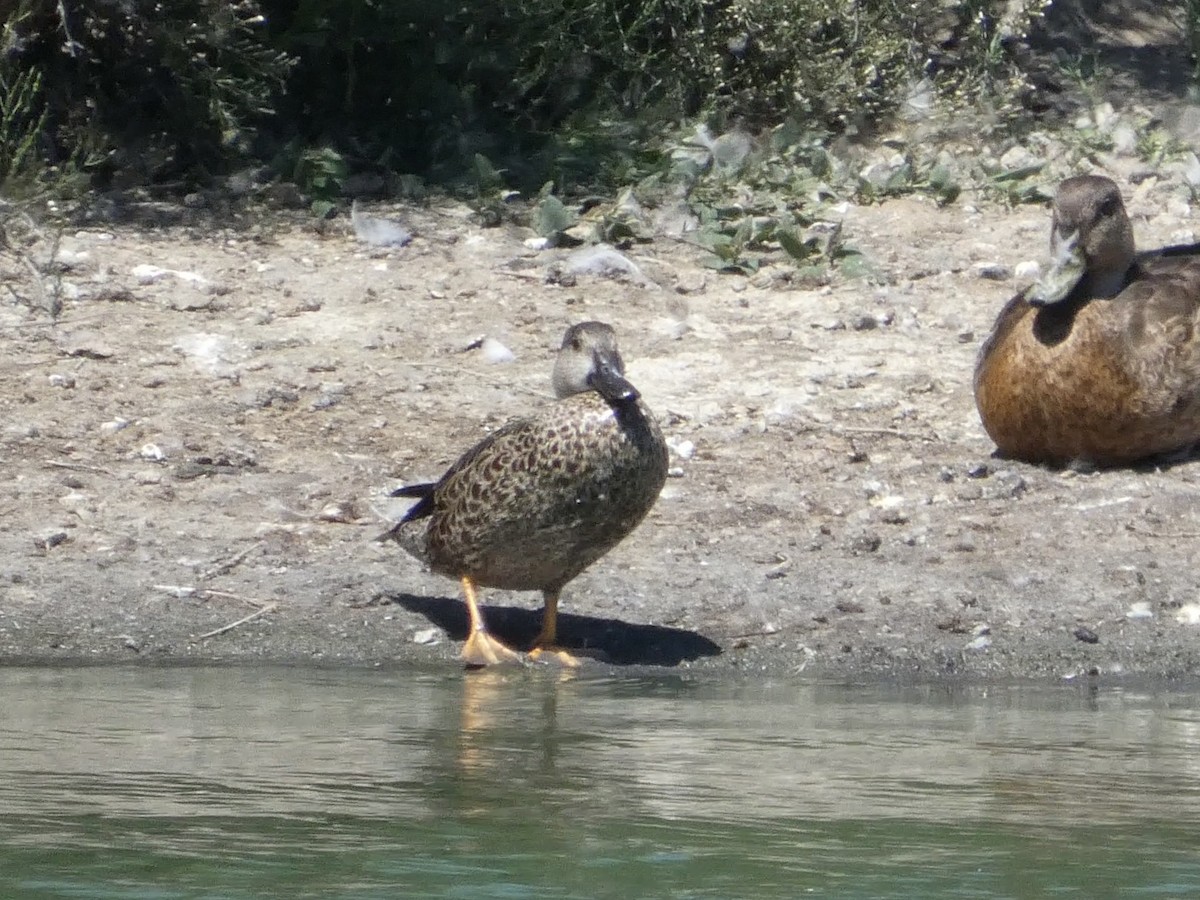 Blue-winged Teal - ML641116321