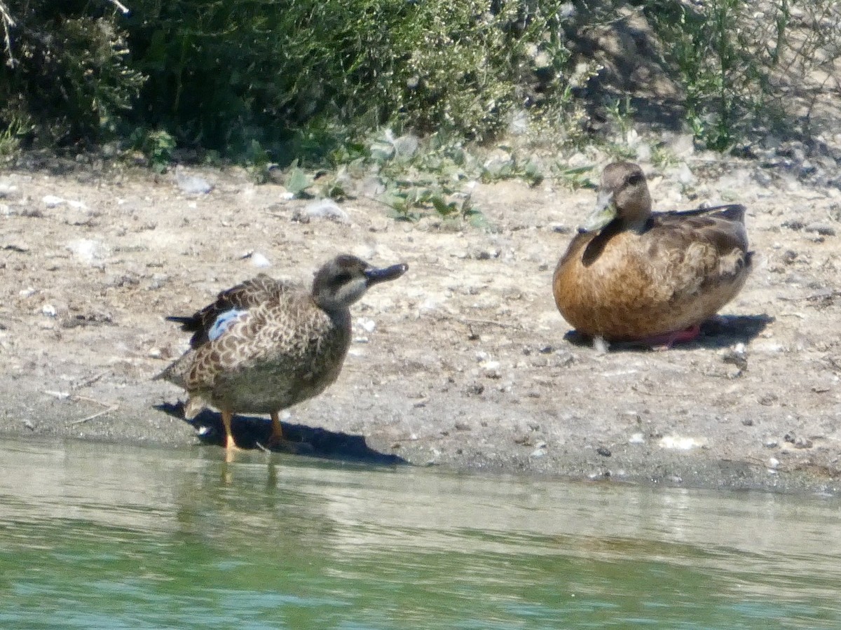 Blue-winged Teal - ML641116322