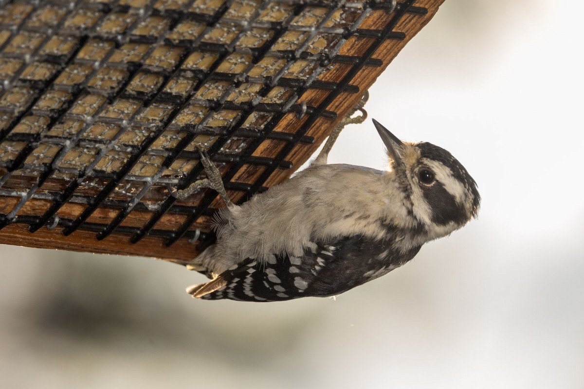 Hairy Woodpecker - ML641116330