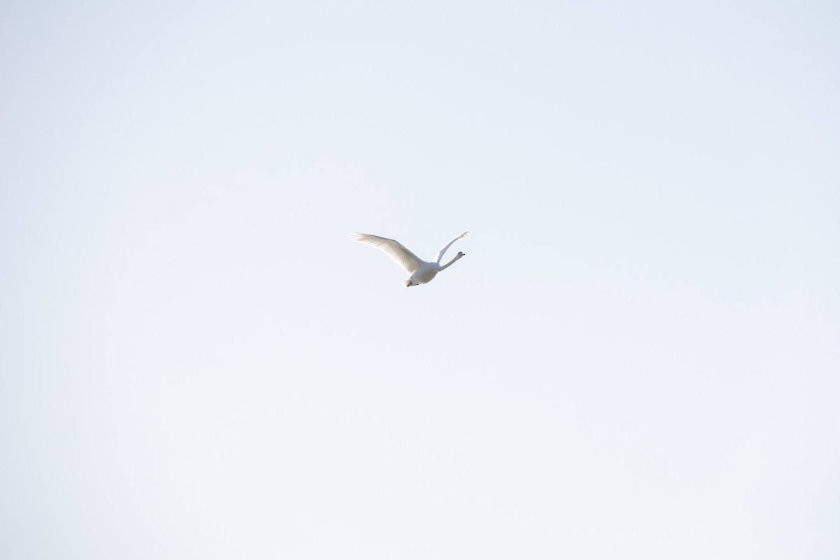 Mute Swan - ML641116386