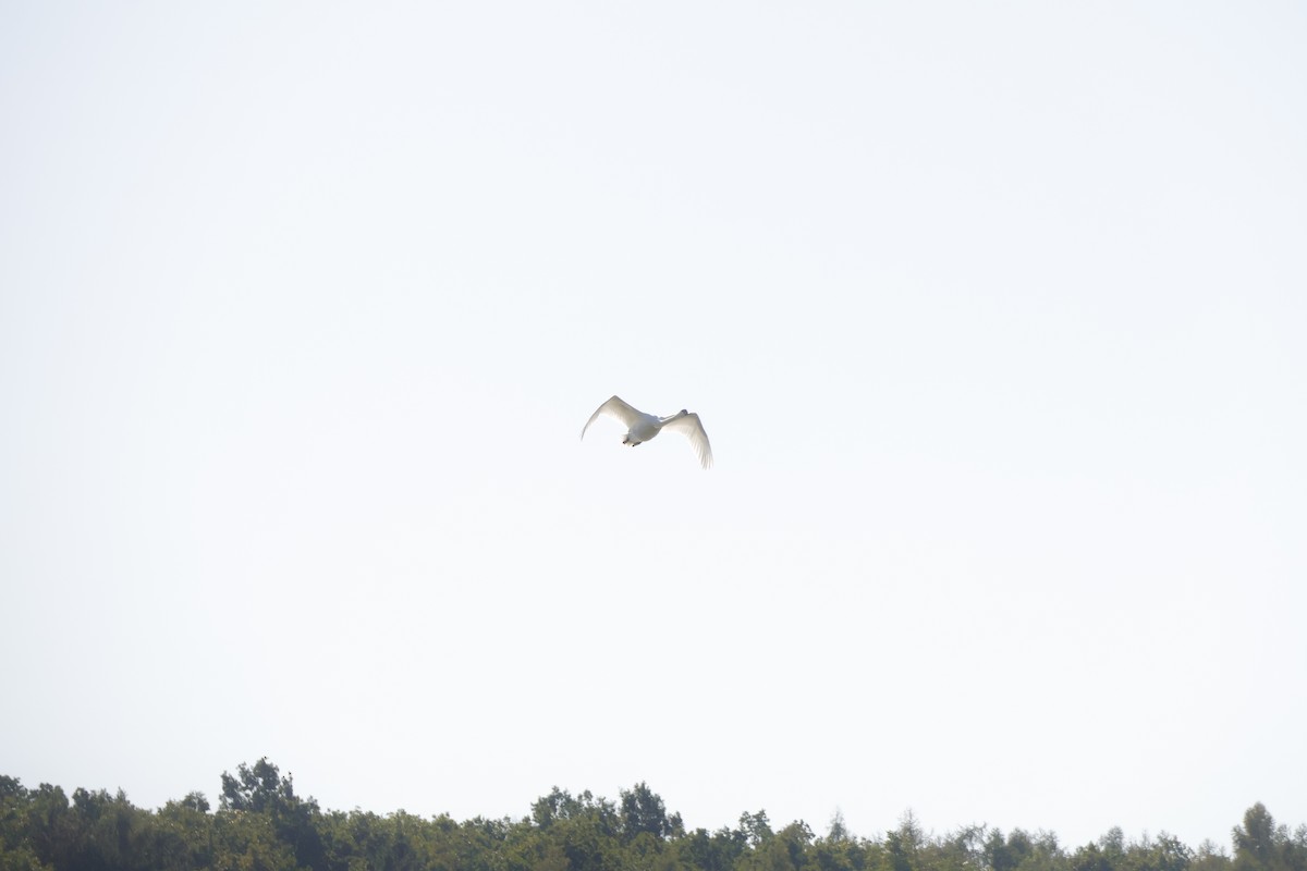Mute Swan - ML641116387