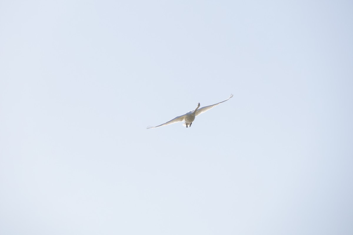 Mute Swan - ML641116388