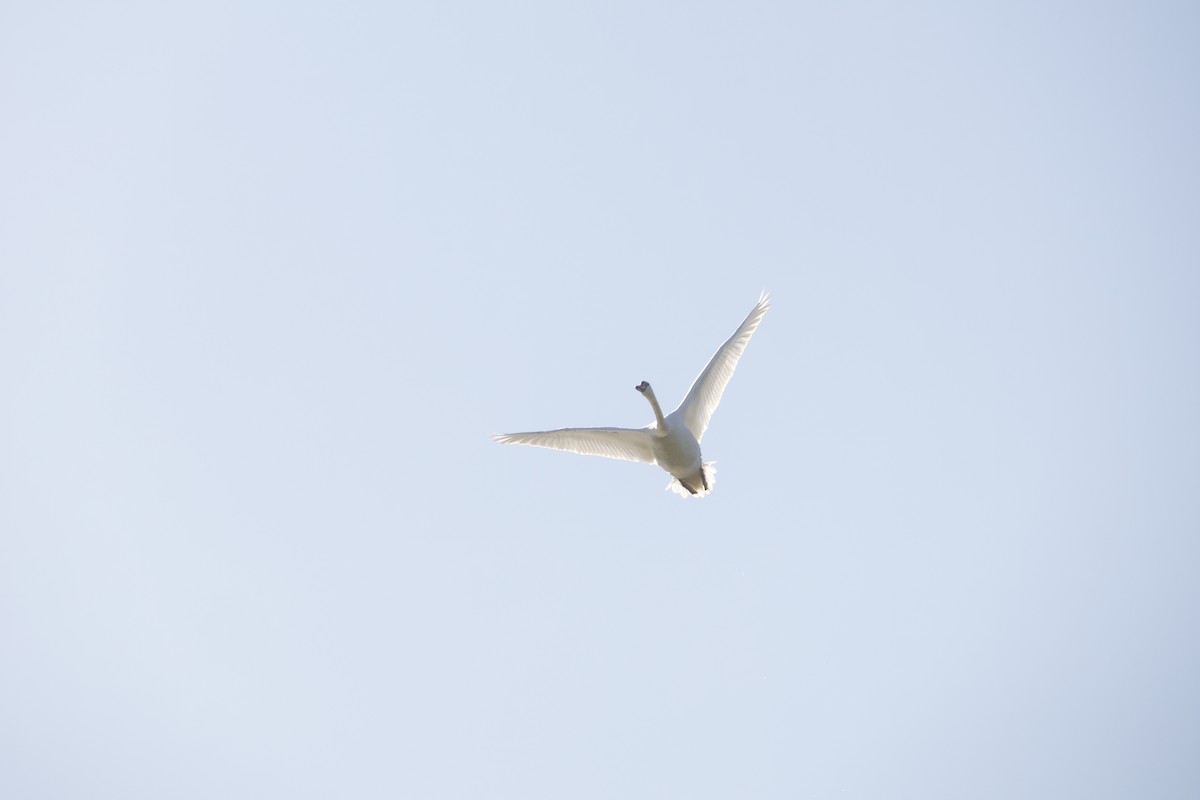 Mute Swan - ML641116389
