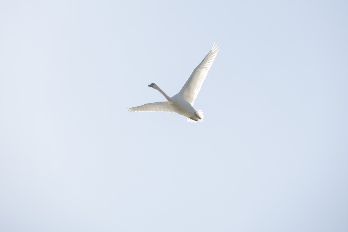 Mute Swan - ML641116390