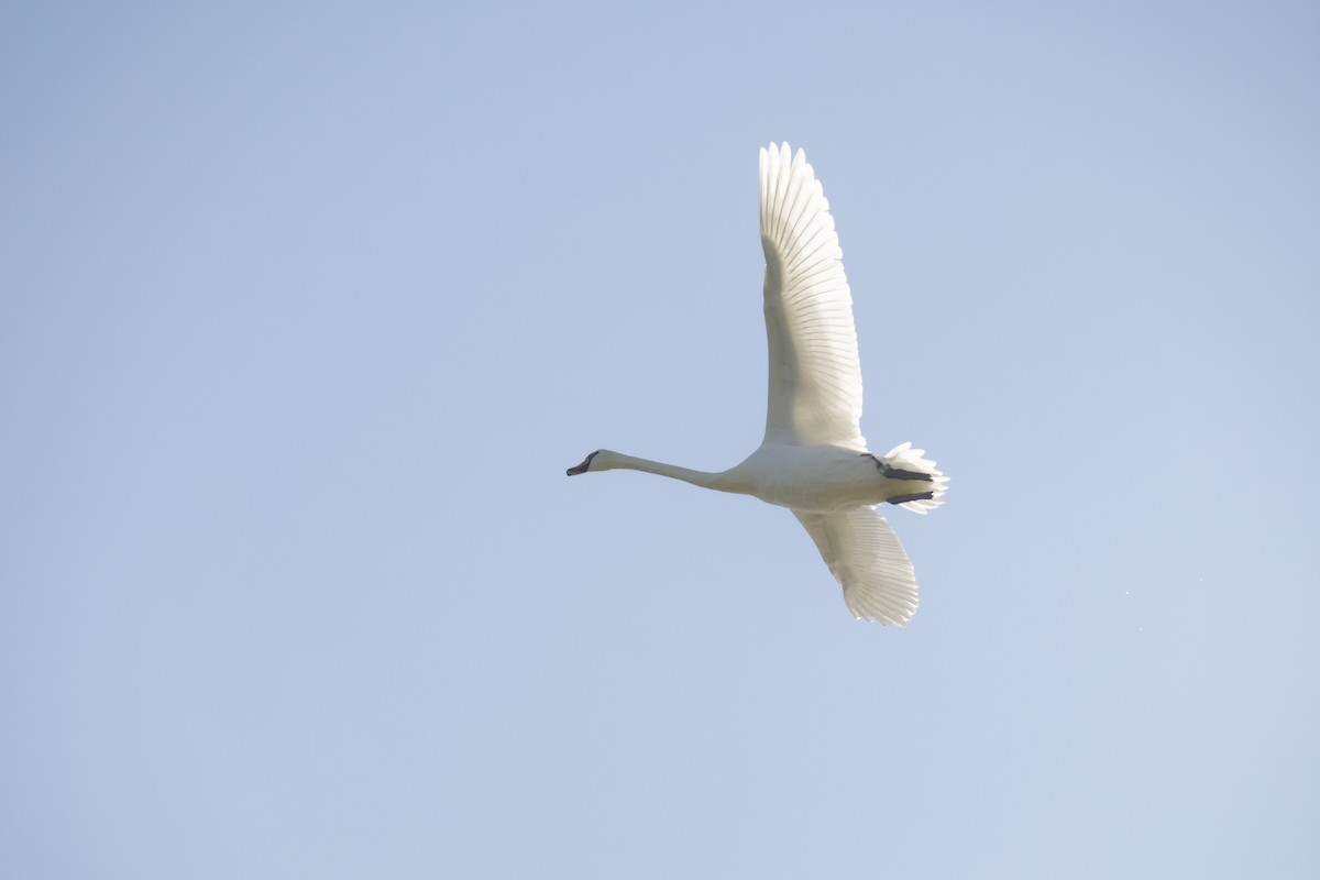 Mute Swan - ML641116391