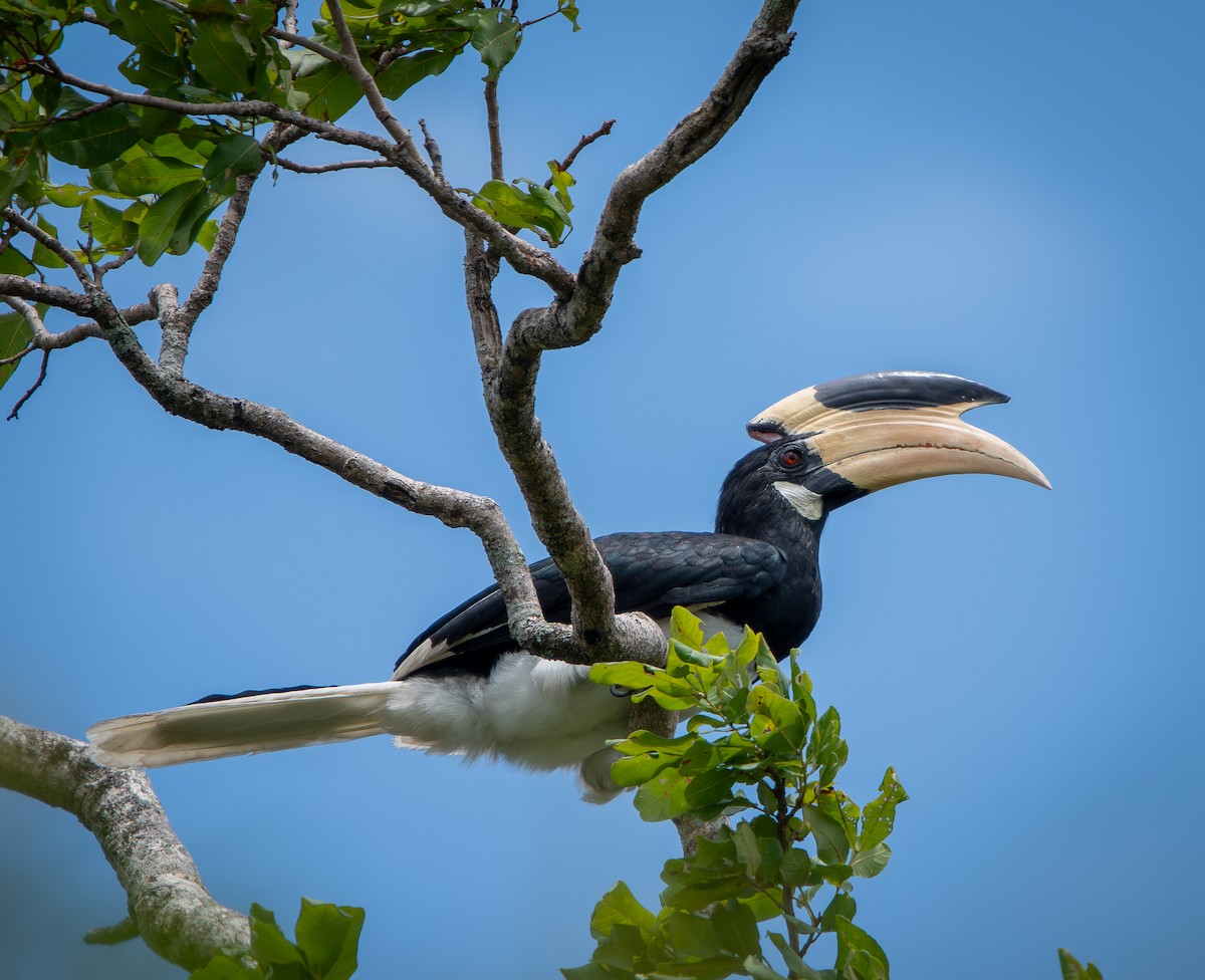 Malabar Pied-Hornbill - ML641116407