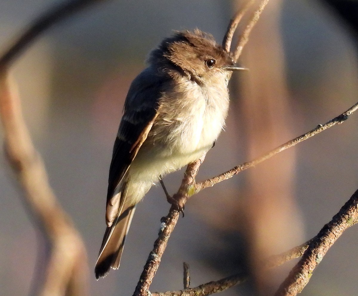 Eastern Phoebe - ML641116475