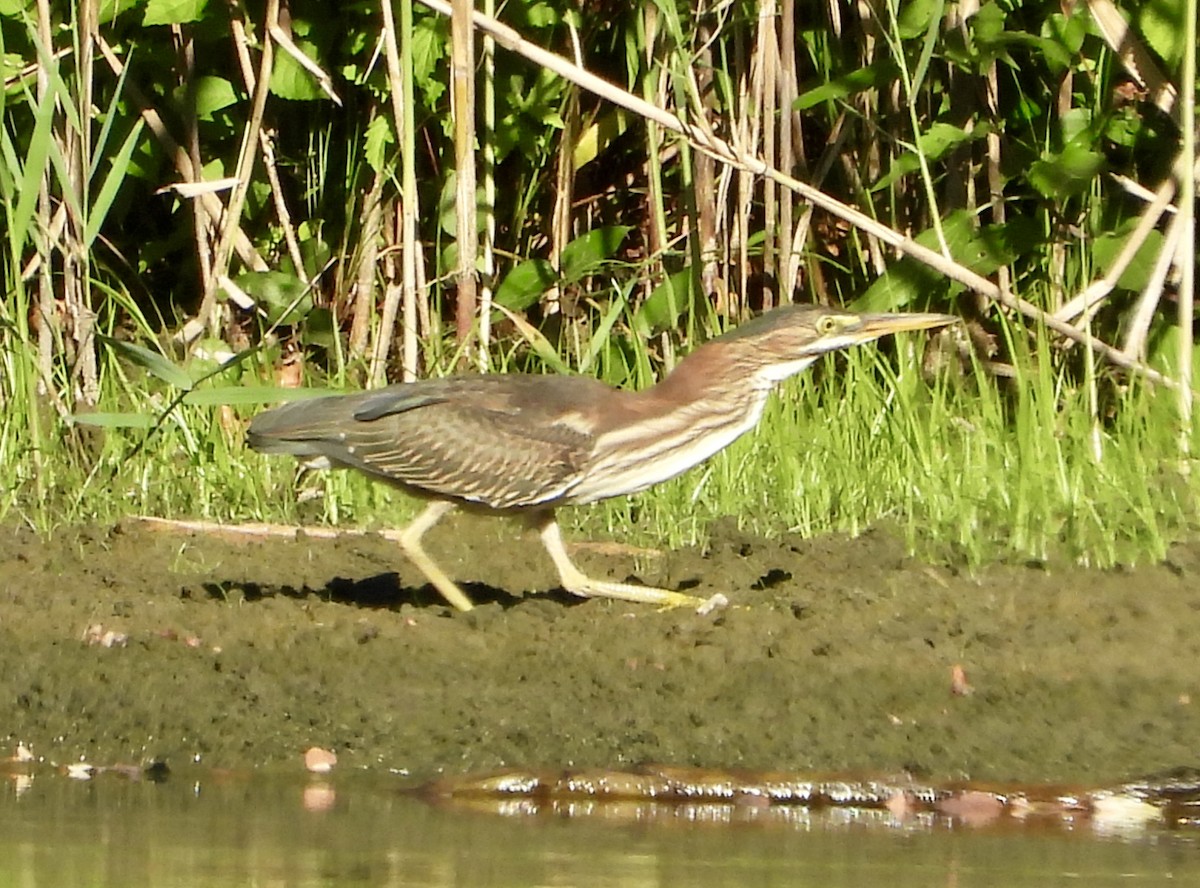 Koartzatxo berdea - ML641116482