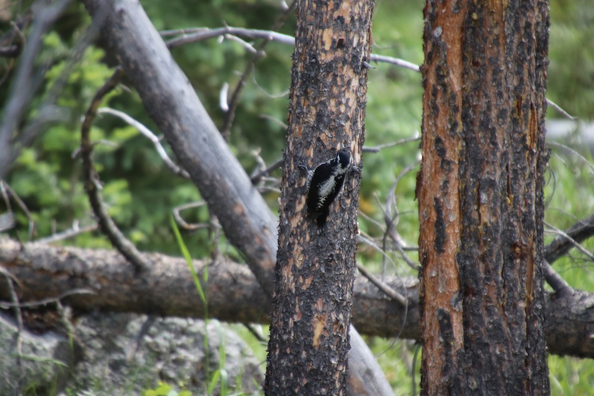 American Three-toed Woodpecker - ML641116502