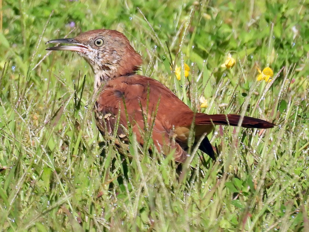 Brown Thrasher - ML641116515