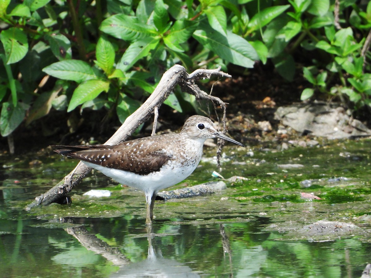 Solitary Sandpiper - ML641116532