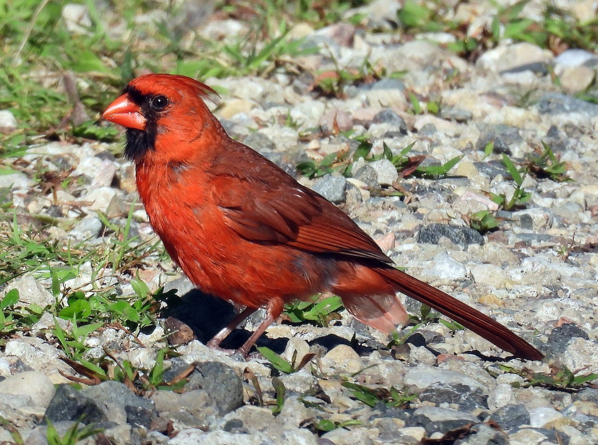 ショウジョウコウカンチョウ - ML641116533