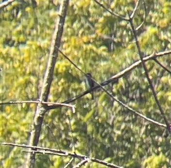 Olive-sided Flycatcher - ML641116535