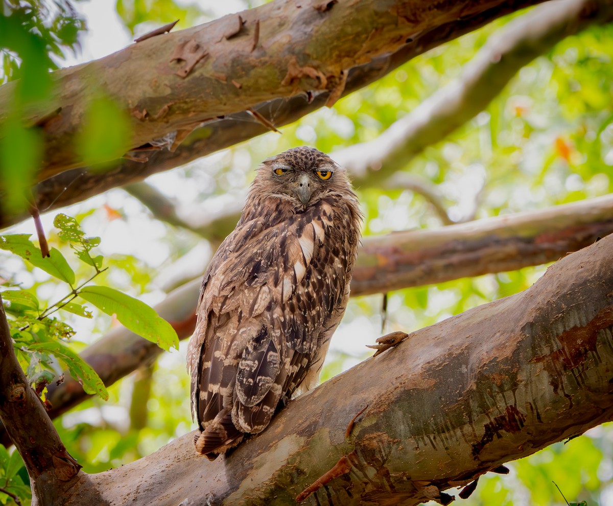 Brown Fish-Owl - ML641116537