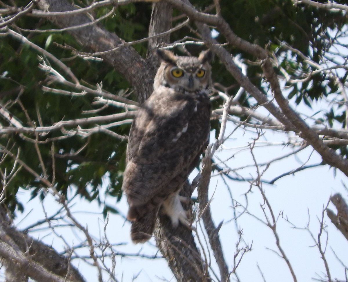 Great Horned Owl - ML641116539