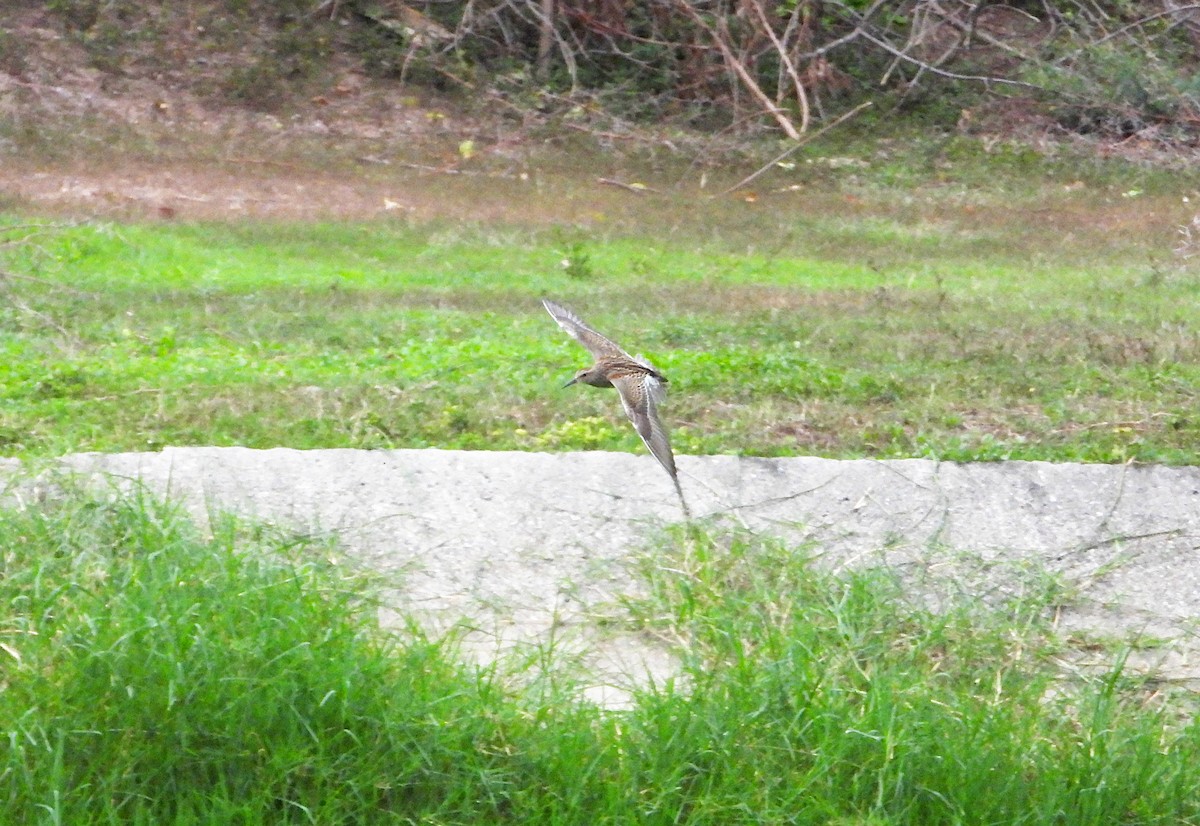 Pectoral Sandpiper - ML641116570