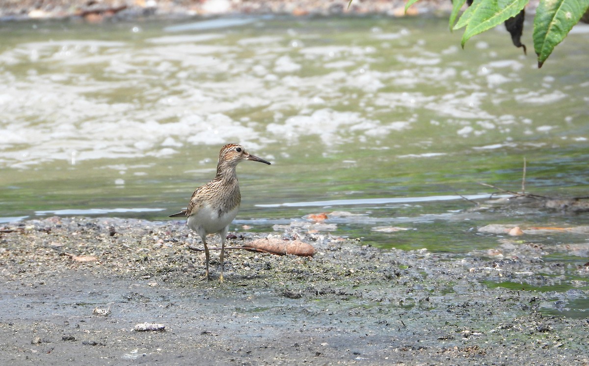 Pectoral Sandpiper - ML641116571