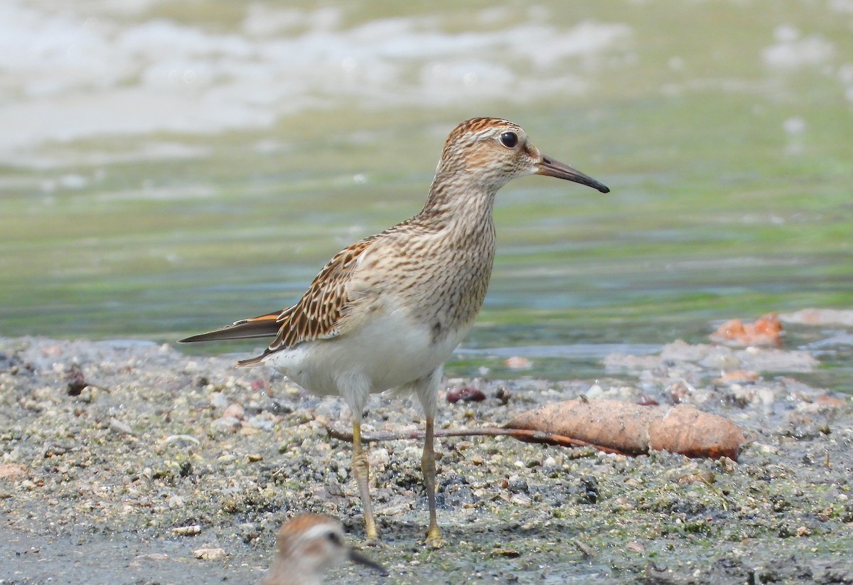 Pectoral Sandpiper - ML641116572