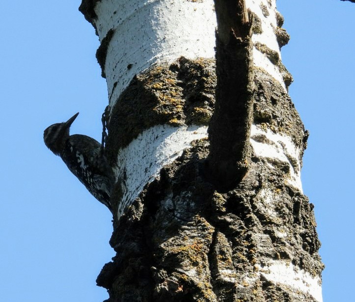 Yellow-bellied Sapsucker - ML641116582