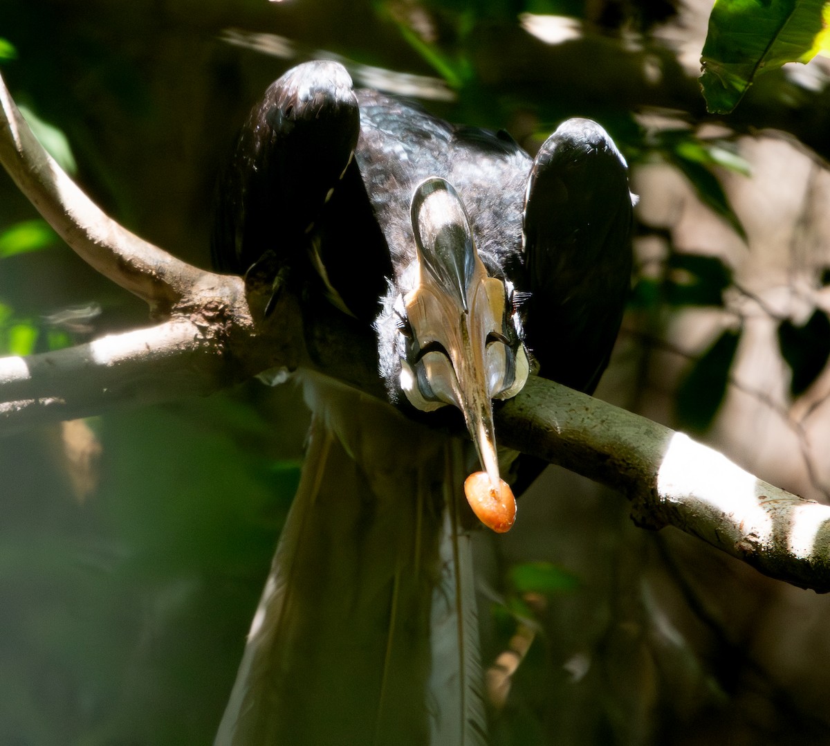 Malabar Pied-Hornbill - ML641116622