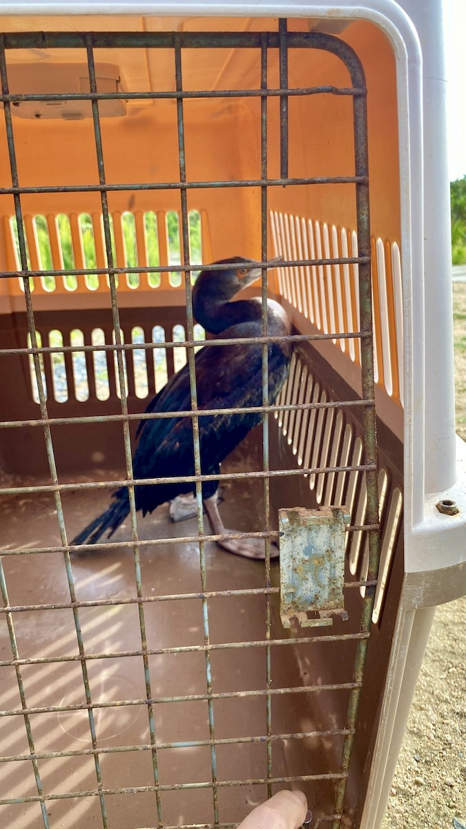 Guanay Cormorant - ML641116686