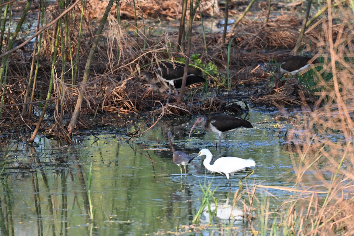 White Ibis - ML641116707