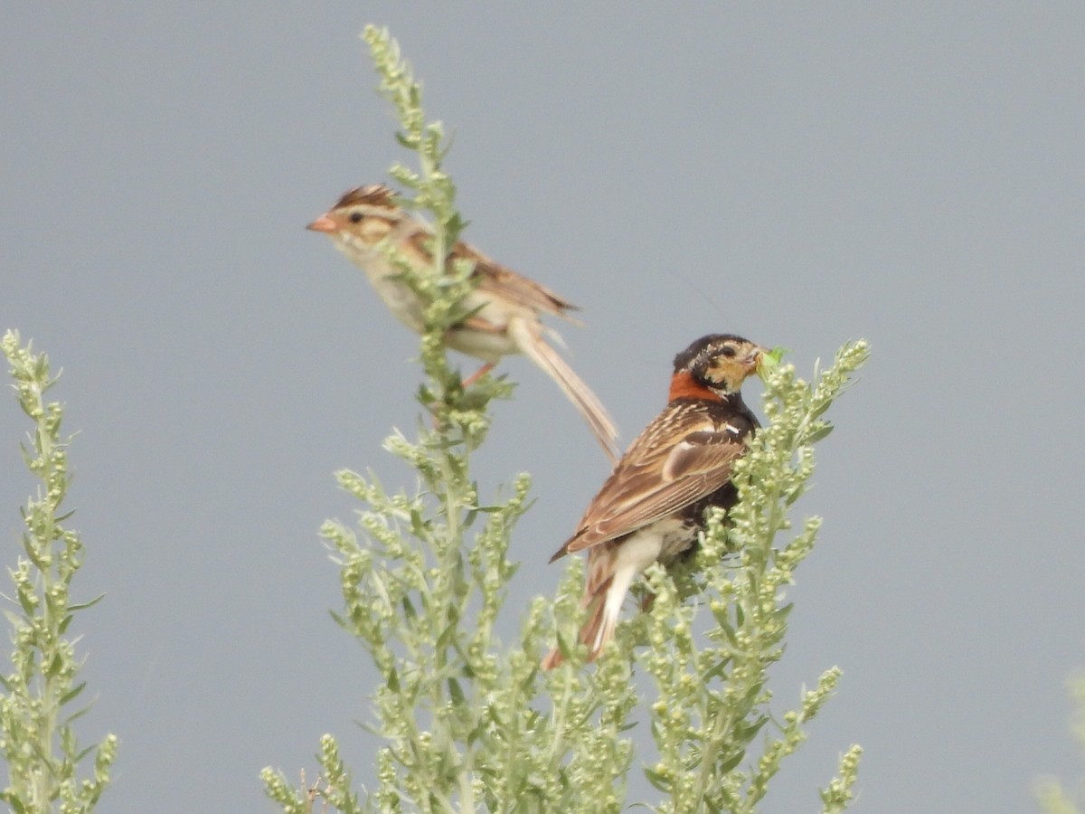 Chestnut-collared Longspur - ML641116716