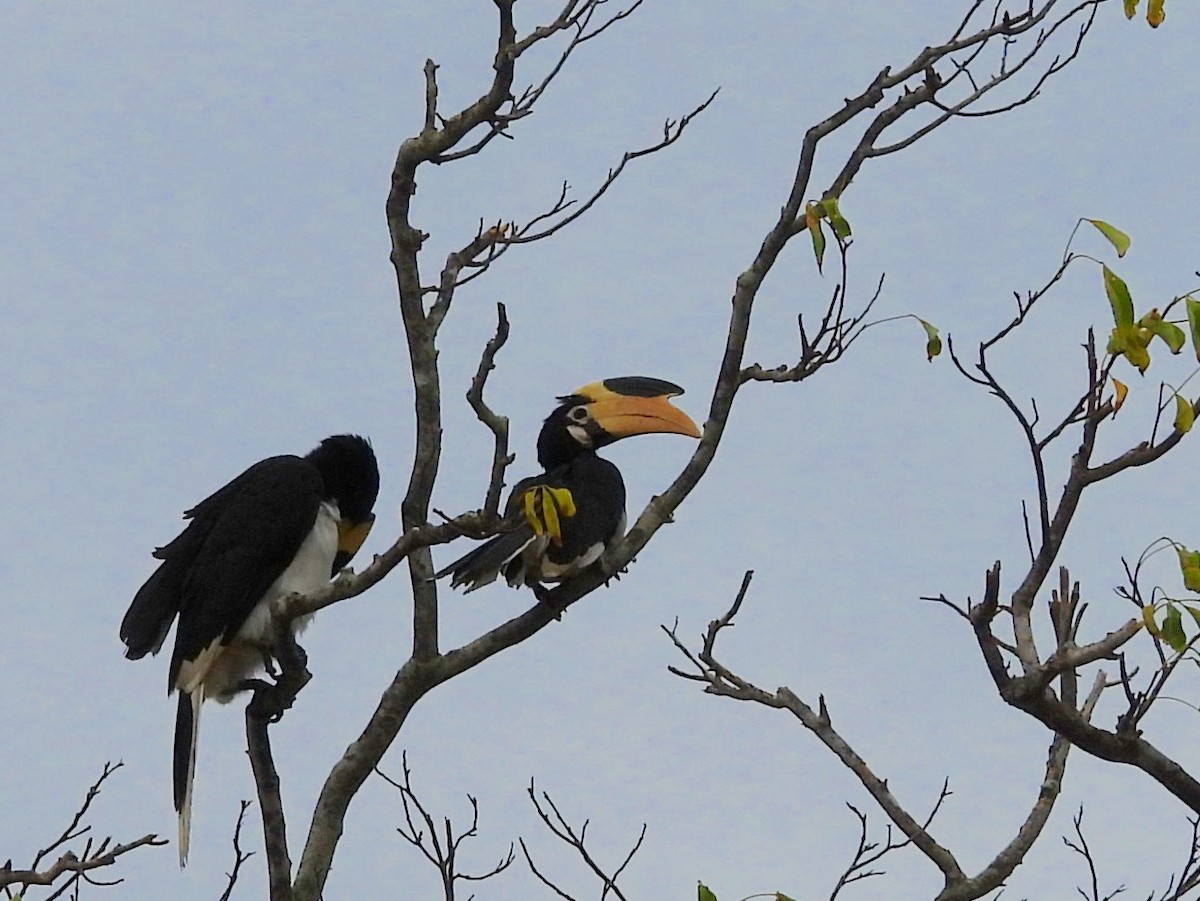 Malabar Pied-Hornbill - ML641116726