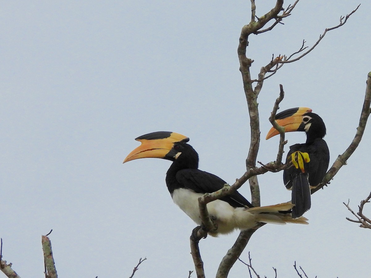 Malabar Pied-Hornbill - ML641116729