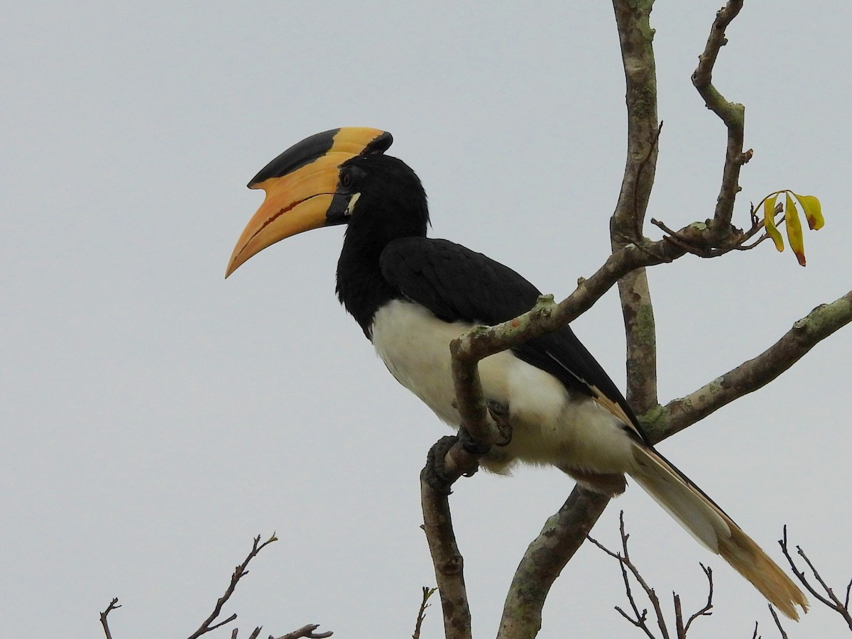 Malabar Pied-Hornbill - ML641116730