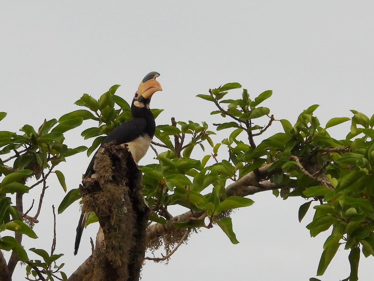 Malabar Pied-Hornbill - ML641116731