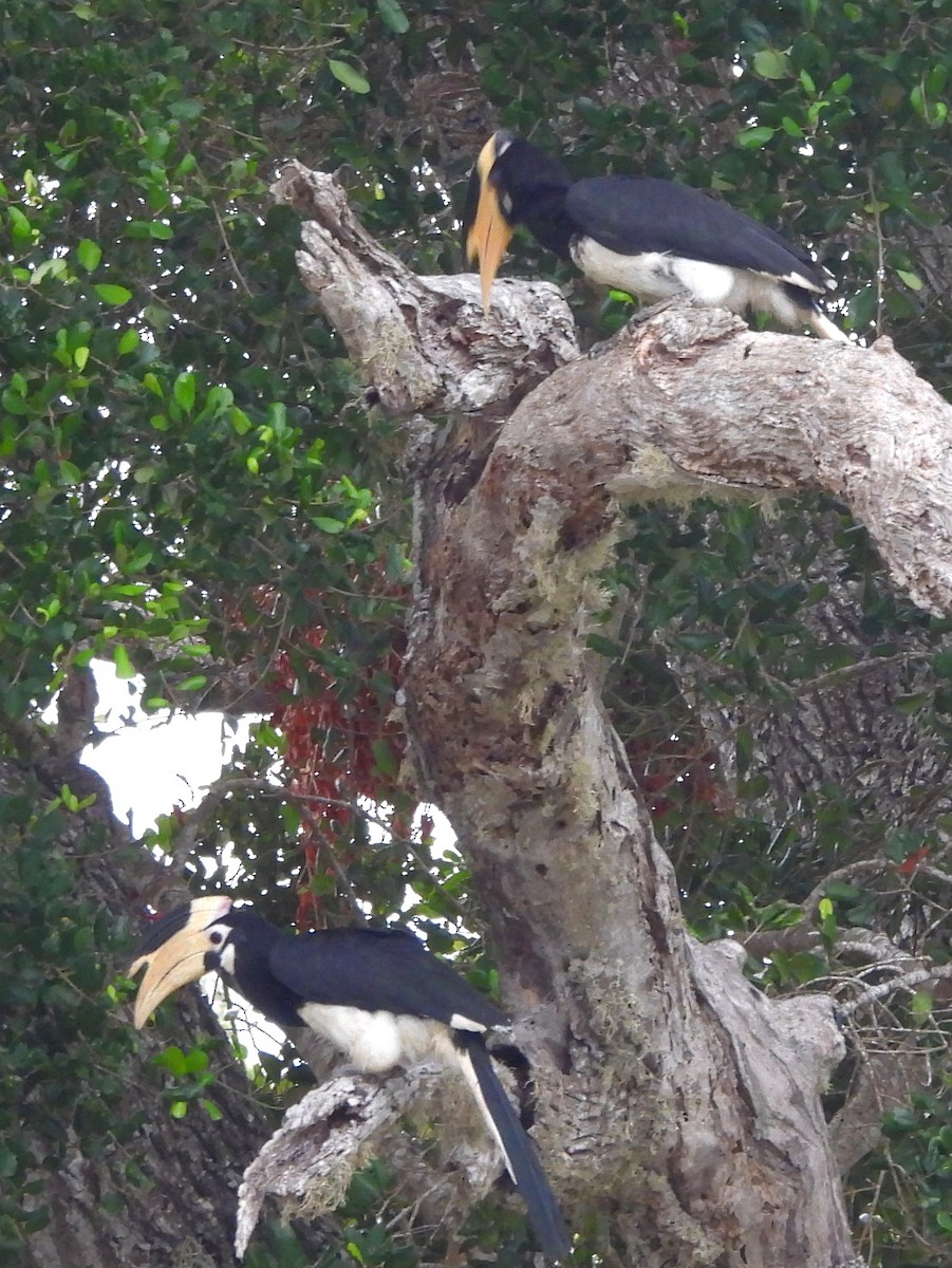 Malabar Pied-Hornbill - ML641116732
