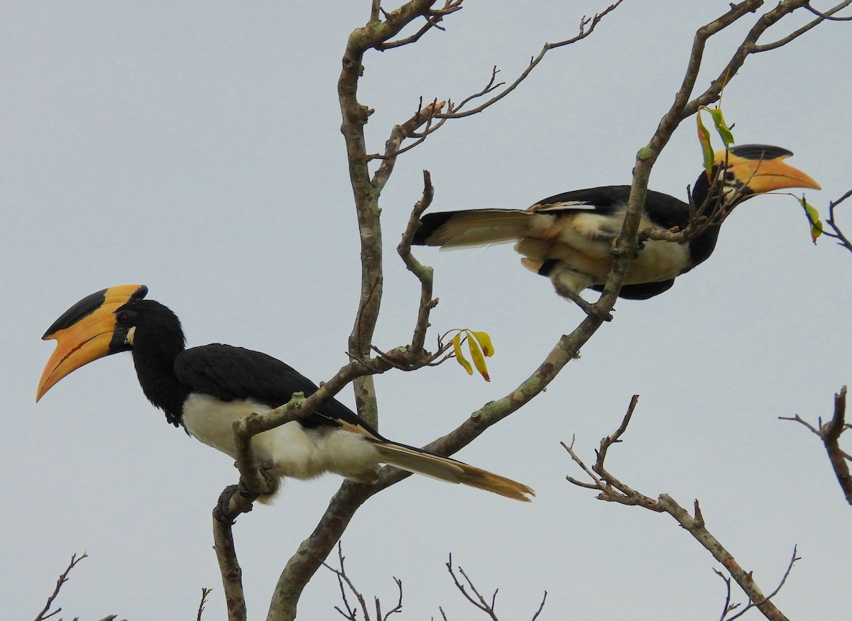 Malabar Pied-Hornbill - ML641116733