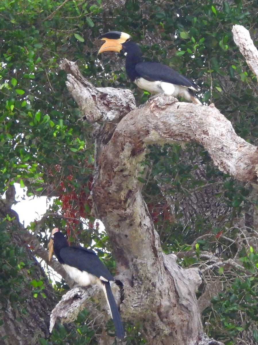 Malabar Pied-Hornbill - ML641116734