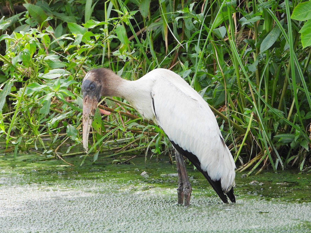 Wood Stork - ML641116736