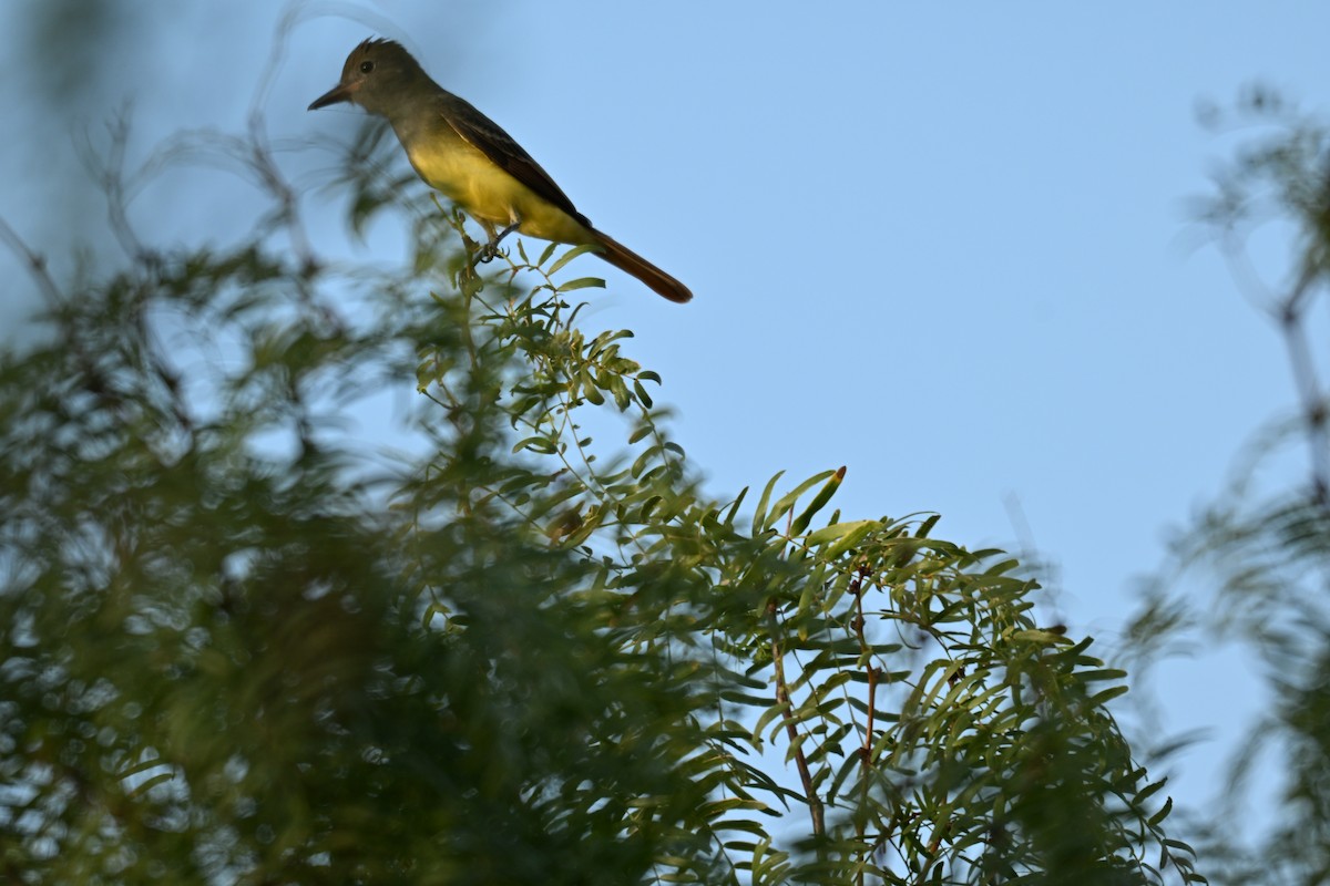 Great Crested Flycatcher - ML641116747